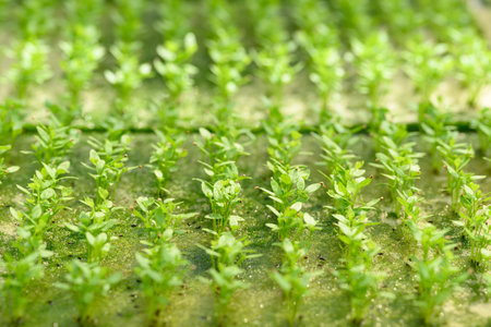 Small seedling vegetable hydroponics growing in nursery greenhouseの写真素材
