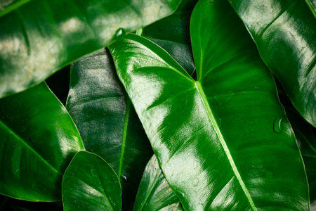 Fresh green Philodendron leaves texture, Nature backgroundの写真素材