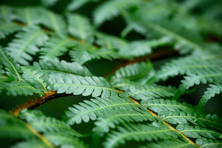 Ferns leaves pattern, Green nature background