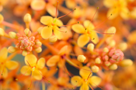 Yellow Ashoka tree flower blooming, Nature backgroundの写真素材