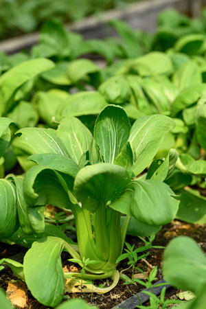 Bok choy plant growing in organic vegetable garden using drip Irrigation system