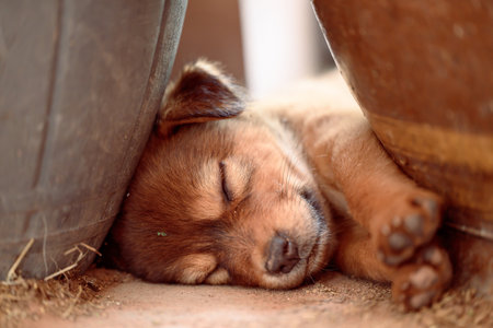 Brown puppy sleeping on the ground between plant pot in summer season, Thailand