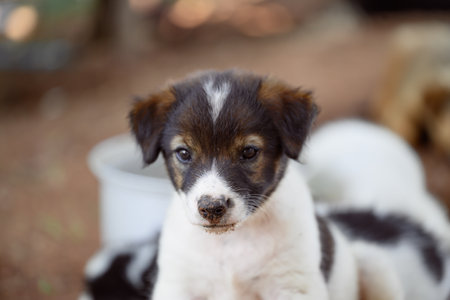 Brown white puppy looking something, Cute petの写真素材