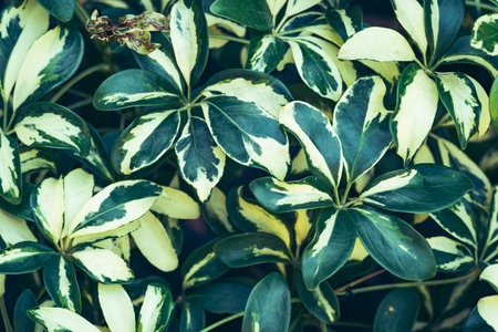 Bicolor dwarf umbrella tree plantの写真素材