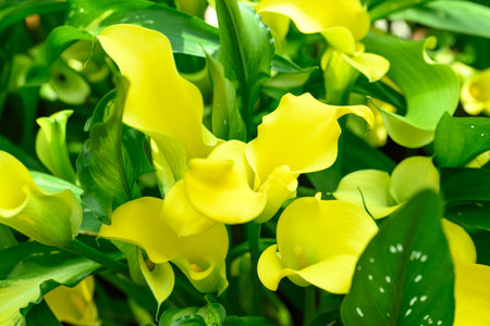 Yellow calla lily blossom in ornamental gardenの写真素材