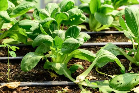 Bok choy plant growing in organic vegetable garden using drip Irrigation systemの写真素材