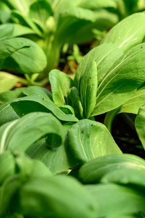 Bok choy plant growing in organic vegetable garden using drip Irrigation systemの写真素材