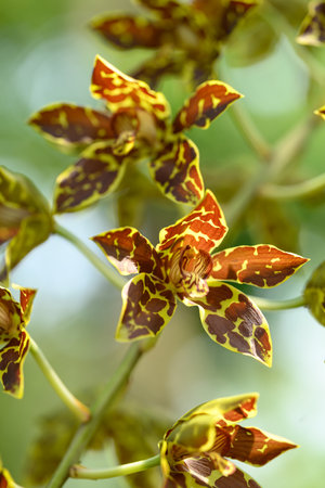 Orchid flower (Grammatophyllum speciosum blume) blooming in Thailandの写真素材
