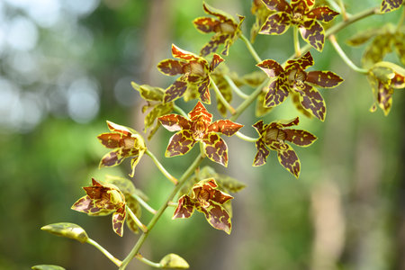 Orchid flower (Grammatophyllum speciosum blume) blooming in Thailandの写真素材