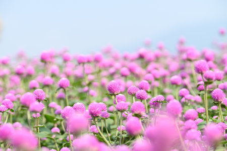 Pink Globe Amaranth flowers (Gomphrena globosa) blooming in garden, Summer season,Tropical flower backgroundの写真素材