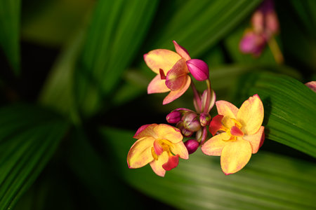 Pink Orchid flower (Spathoglottis plicata Blume) in gardenの写真素材