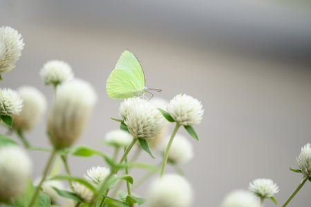 Small butterfly with white Globe Amaranth flower in gardenの写真素材