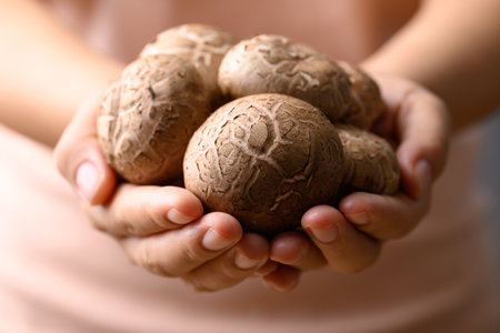 Fresh shiitake mushroom holding by hand, edible mushroom and food ingredient in Asian cuisineの写真素材