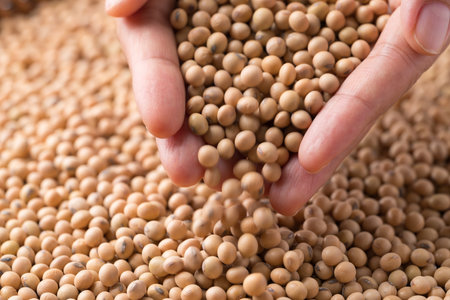 Soy bean seeds in hand and pouringの写真素材