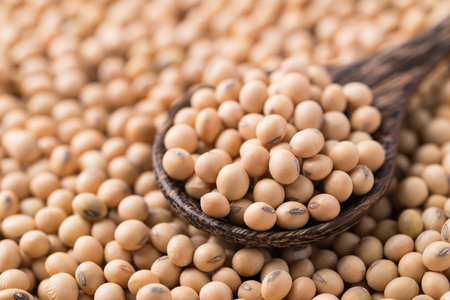 Soy bean seeds in wooden spoon with soy bean backgroundの写真素材