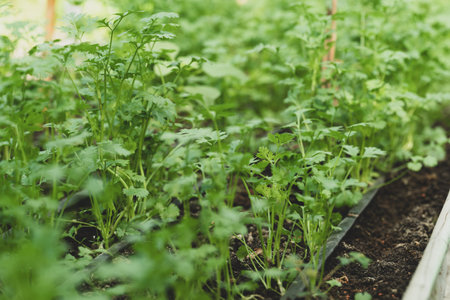 Coriander plant growing in organic vegetable garden using drip irrigation system, Sustainability...