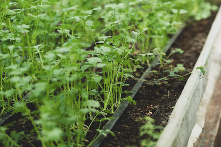 Coriander plant growing in organic vegetable garden using drip irrigation system, Sustainability conceptの写真素材