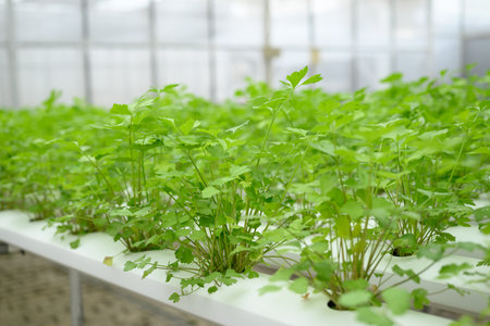 Hydroponics coriander or cilantro plant growing in greenhouse