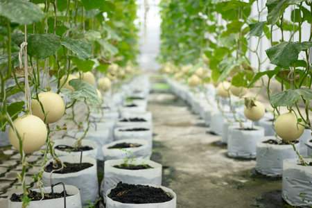 Melon fruit hanging on plant in greenhouse, Organic farmの写真素材