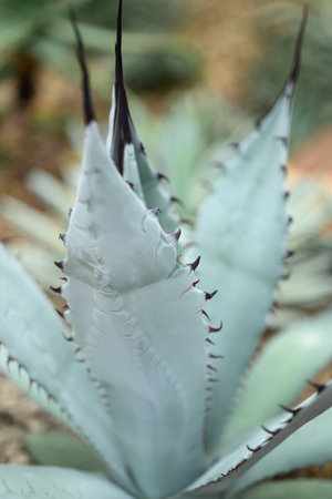 Succulent plant, Leaf pattern with spike, Decorative plant in house and gardenの写真素材