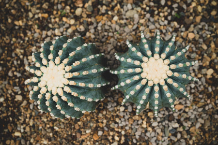 Cactus globe shape, Desert and succulent plant decorative in house and garden