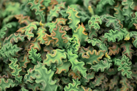 Succulent plant, Leaf pattern, Decorative plant in house and gardenの写真素材