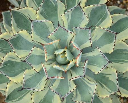 Succulent plant, Leaf pattern, Decorative plant in house and gardenの写真素材