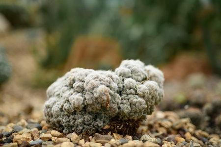 Cactus plant, Desert and succulent plant decorative in house and garden
