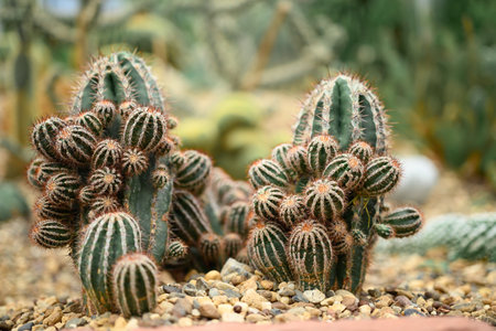 Cactus plant, Desert and succulent plant decorative in house and garden