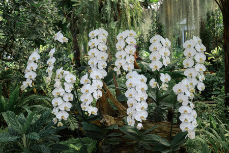 White Phalaenopsis orchids or moth orchids blooming in ornamental gardenの写真素材