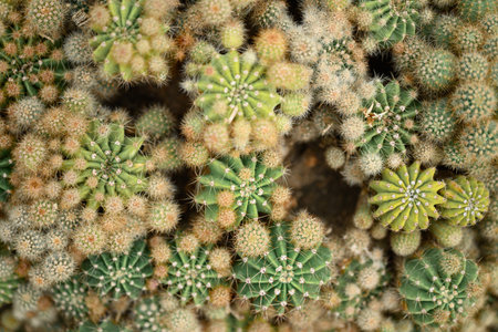 Cactus plant, Desert and succulent plant decorative in house and gardenの写真素材