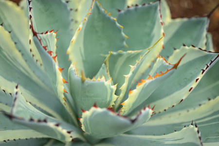 Agave plant, Leaf pattern with spike, Decorative plant in house and garden