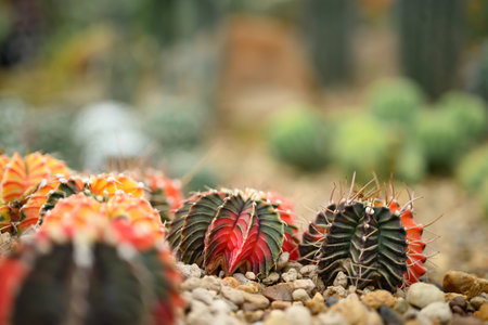 Cactus plant, Desert and succulent plant decorative in house and garden