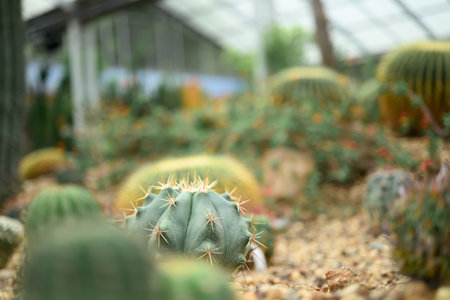 Cactus plant, Desert and succulent plant decorative in house and garden