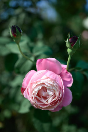 Pink rose blooming in ornamental flower gardenの写真素材