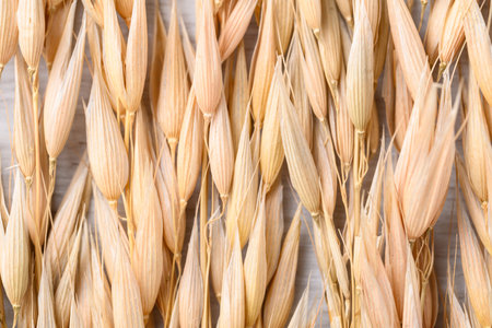 Dry oat plant texture background