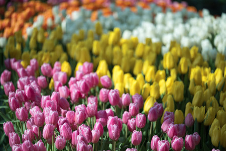 Colorful tulips blooming at ornamental garden in spring time, Flower backgroundの写真素材