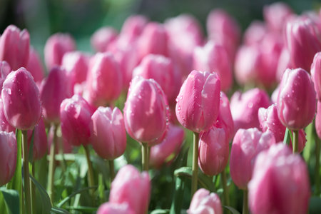Pink tulips blooming at ornamental garden in spring time, Flower backgroundの写真素材