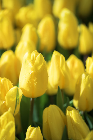 Yellow tulips blooming at ornamental garden in spring time, Flower backgroundの写真素材