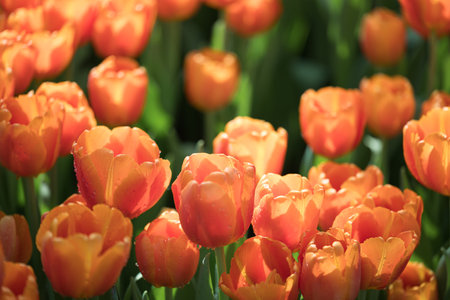 Orange tulips blooming at ornamental garden in spring time, Flower background