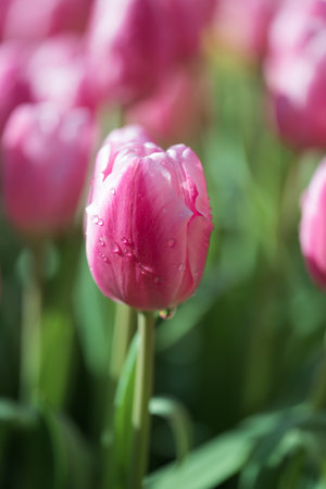 Pink tulip blooming at ornamental garden in spring timeの写真素材