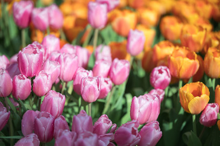 Pink and orange tulips blooming at ornamental garden in spring time, Flower backgroundの写真素材