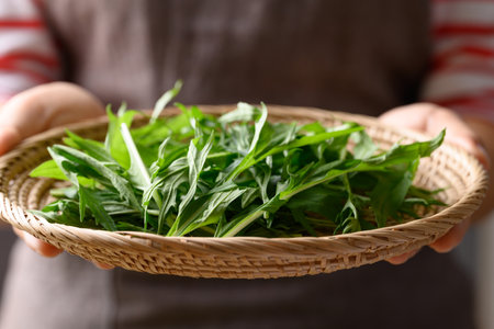 Mizuna, Water green, Japanese mustard green in basket holding by woman handの写真素材