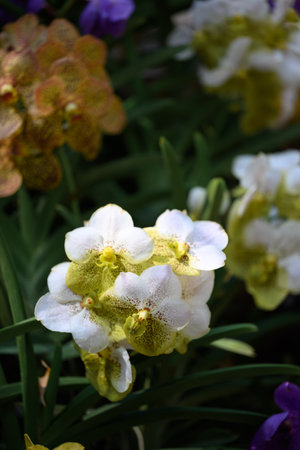 Hybrid Vanda orchid flower blossom in garden