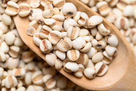 Dried Job's tears or adlay millet seeds in wooden scoop, Food ingredient, Top viewの写真素材