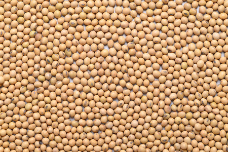 Soybean seeds texture background, Food ingredient, Top viewの写真素材
