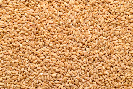 Whole wheat grain texture background, Food ingredientの写真素材
