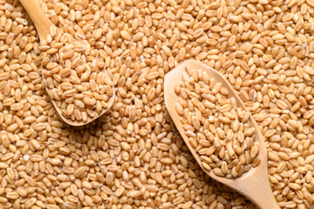Whole wheat grain with wooden scoop, Top viewの写真素材