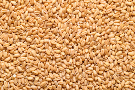 Whole wheat grain texture background, Food ingredientの写真素材