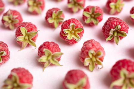 Fresh ripe raspberry with leaf on pink background, Summer fruitの写真素材